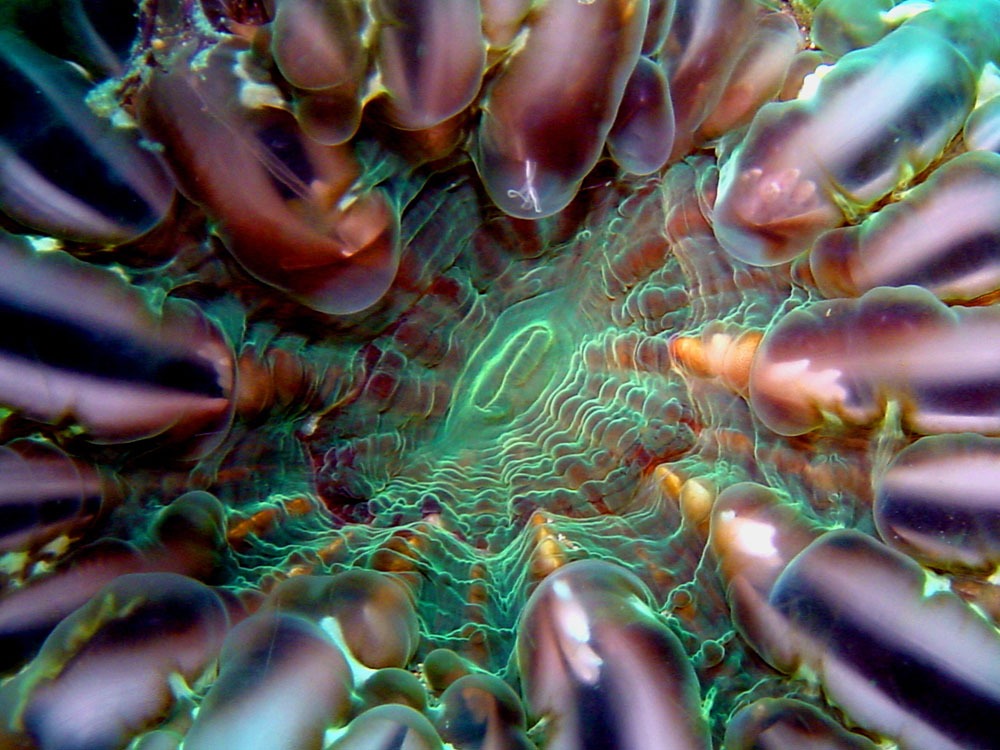 054 bubble coral - alor, indonesia.jpg