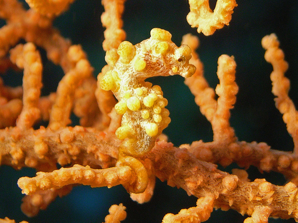 055 pigmy seahorse - manado, indonesia.jpg