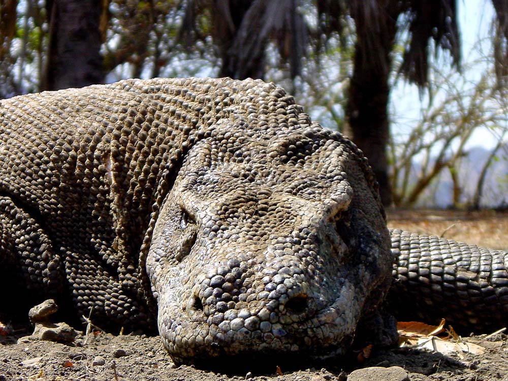 063 komodo dragon - komodo, indonesia.jpg