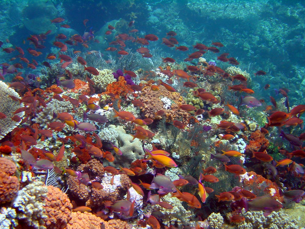 062 reef scene - komodo, indonesia.jpg