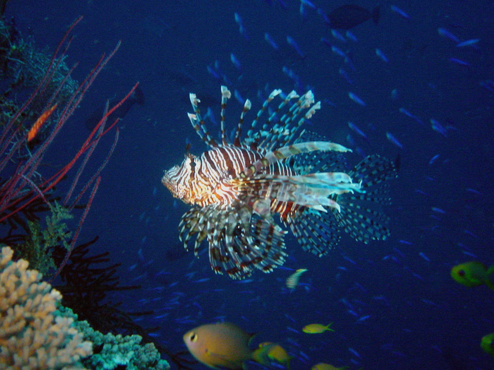 070 lionfish - papua new guinea.jpg