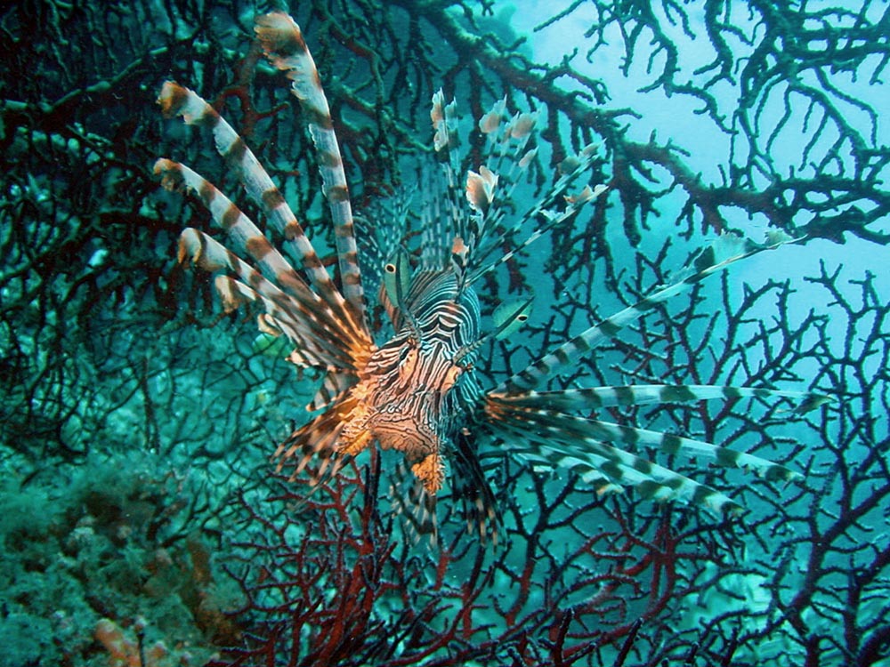 071 lionfish & gorgonian sea fan - papua new guinea.jpg