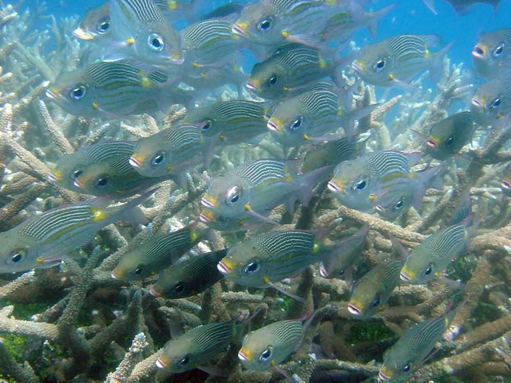 072 fish school - papua new guinea.jpg