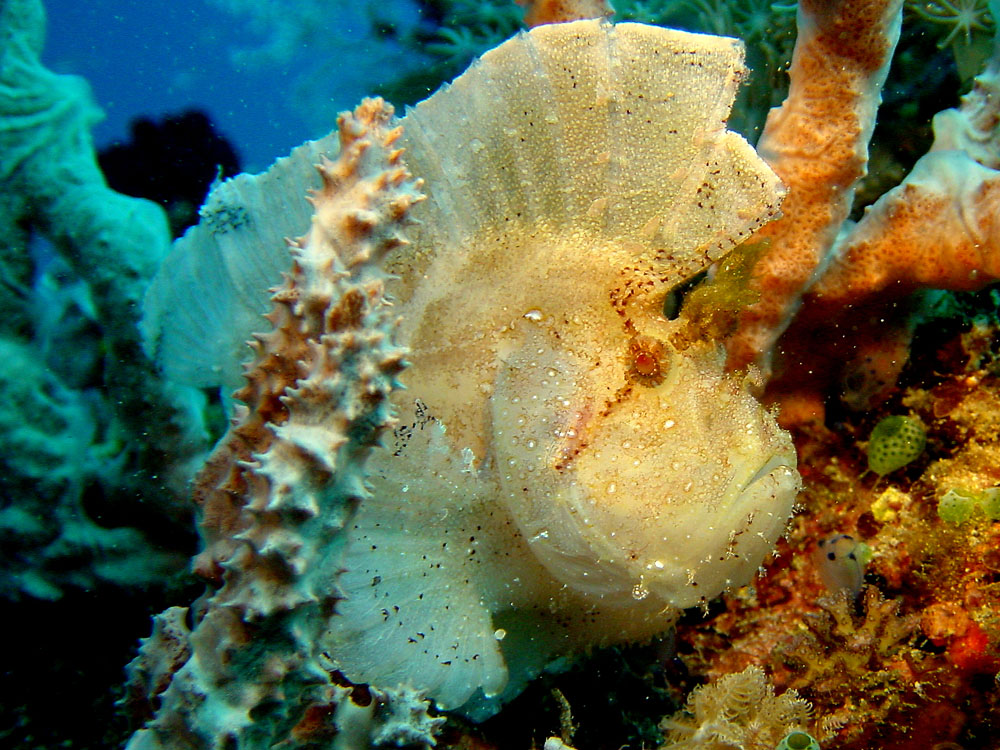 090 leaf fish - komodo, indonesia.jpg