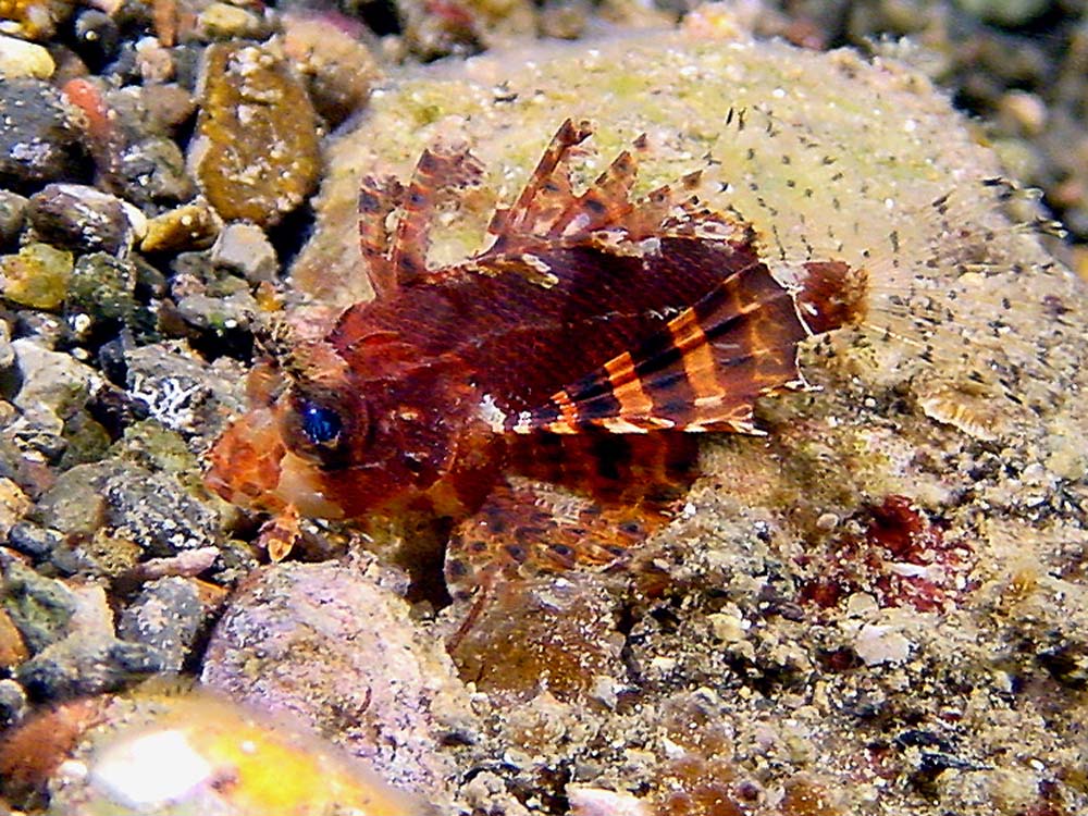 092 dwarf lionfish - alor, indonesia.jpg