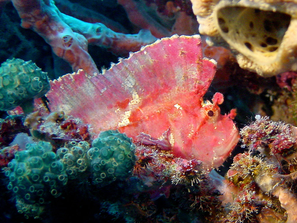 093 leaf fish - komodo, indonesia.jpg