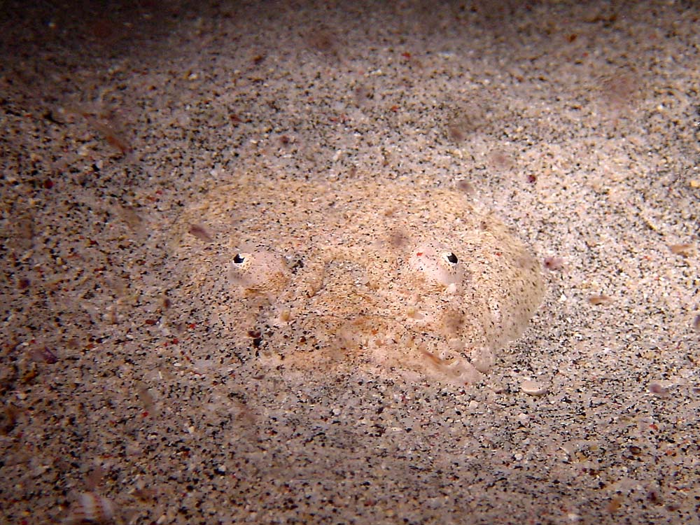 096 star gazer - komodo, indonesia.jpg