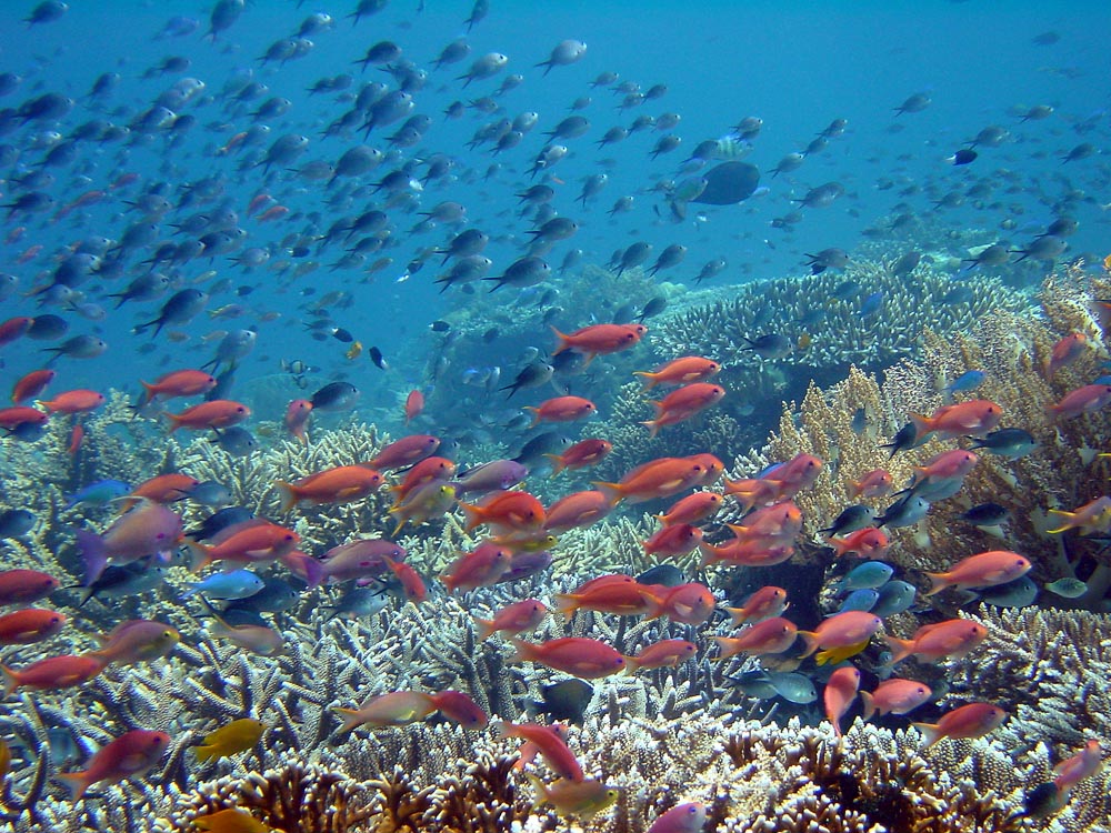 097 reef scene - komodo, indonesia.jpg