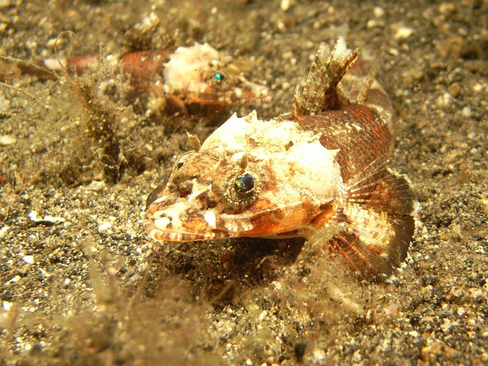 098 crocodilefish pair - manado, indonesia.jpg