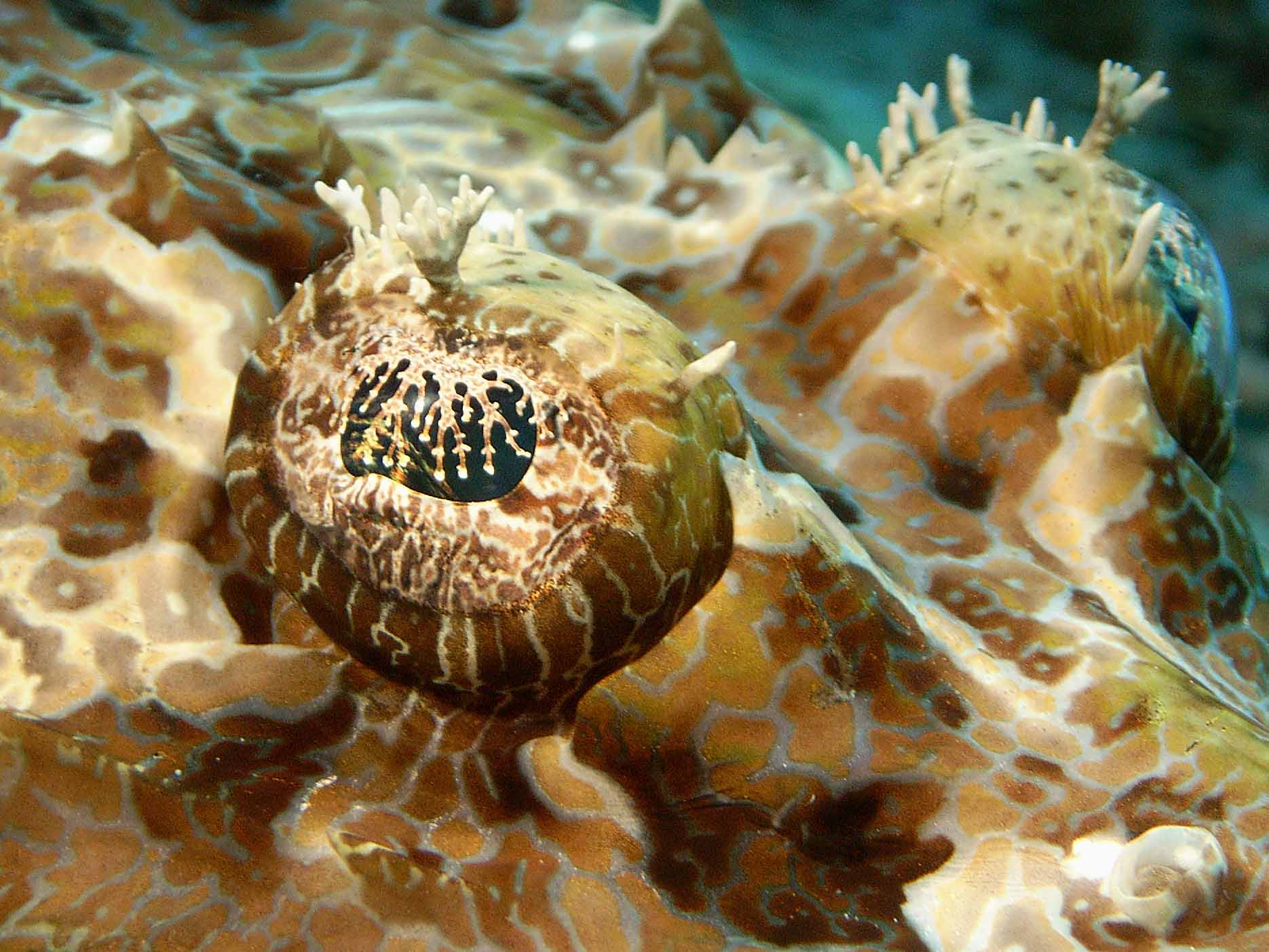 103 crocodilefish eye - manado, indonesia.jpg