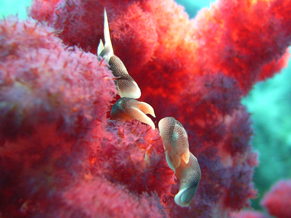 104 slugs on soft coral - manado, indonesia.jpg