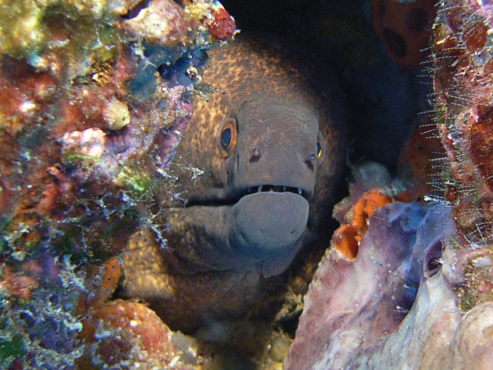 105 moray eel - manado, indonesia.jpg