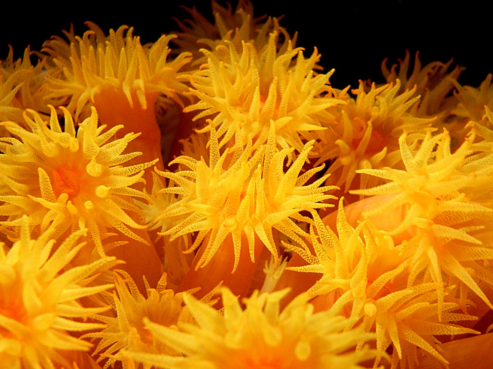 106 soft coral at night - manado, indonesia.jpg