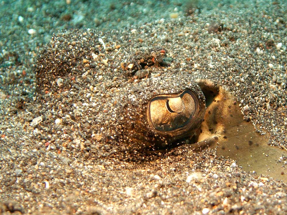 110 ray eyes - manado, indonesia.jpg