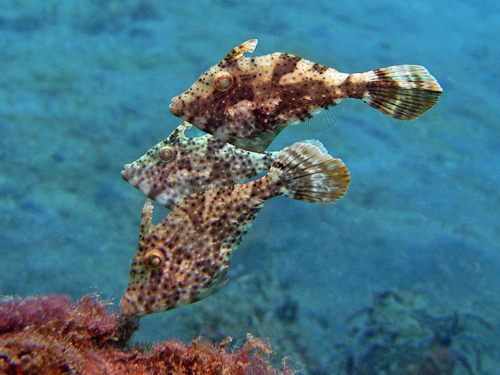 112 scrawled filefish - bimini, bahamas.jpg