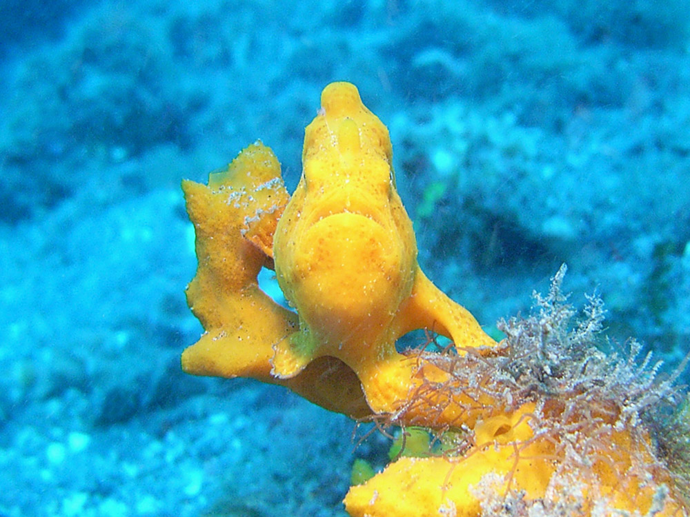 113 yellow frogfish - manado, indonesia.jpg