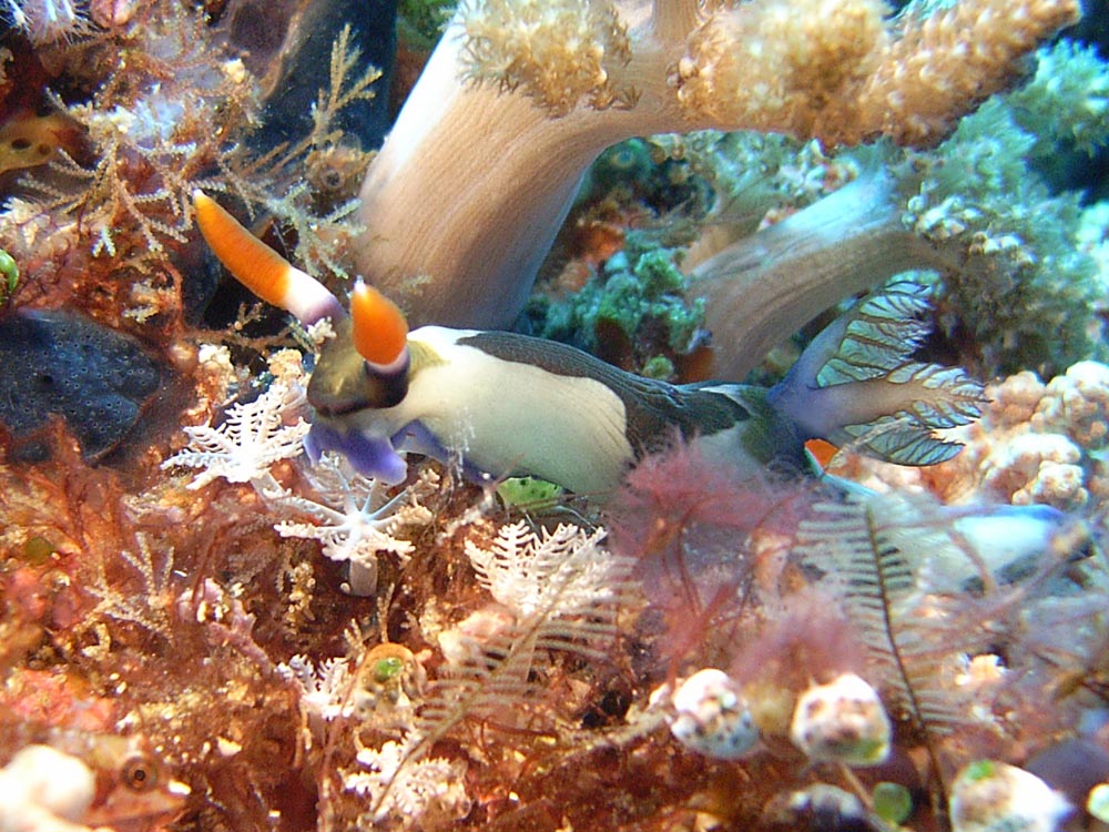 116 nudibranch - manado, indonesia.jpg