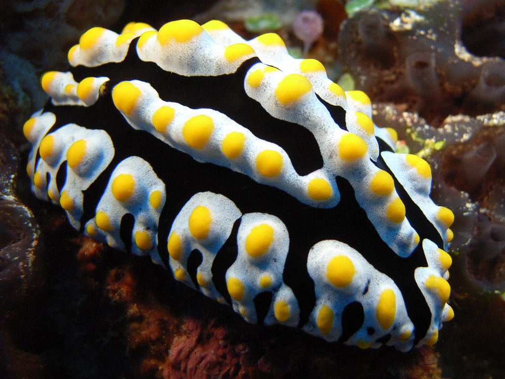 115 sea slug - manado, indonesia.jpg