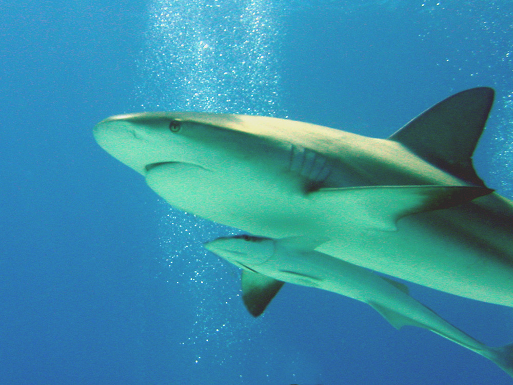117 caribbean reef shark with remora - nassau, bahamas.jpg