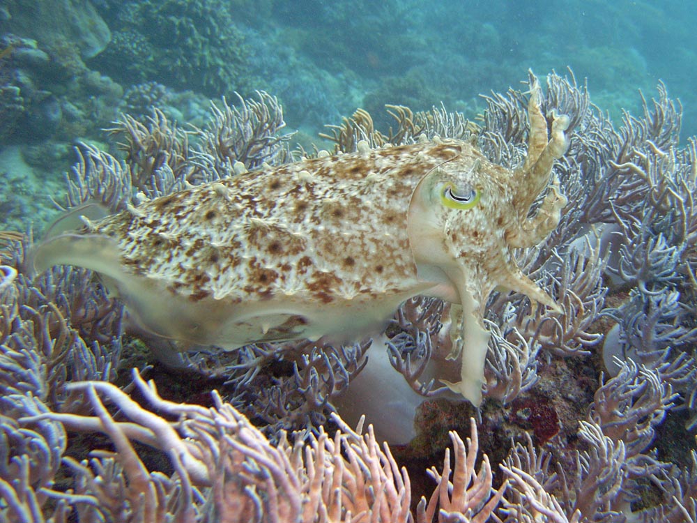 119 cuttlefish - manado, indonesia.jpg