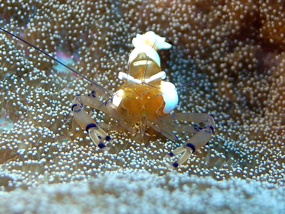 123 transparent shrimp - manado, indonesia.jpg