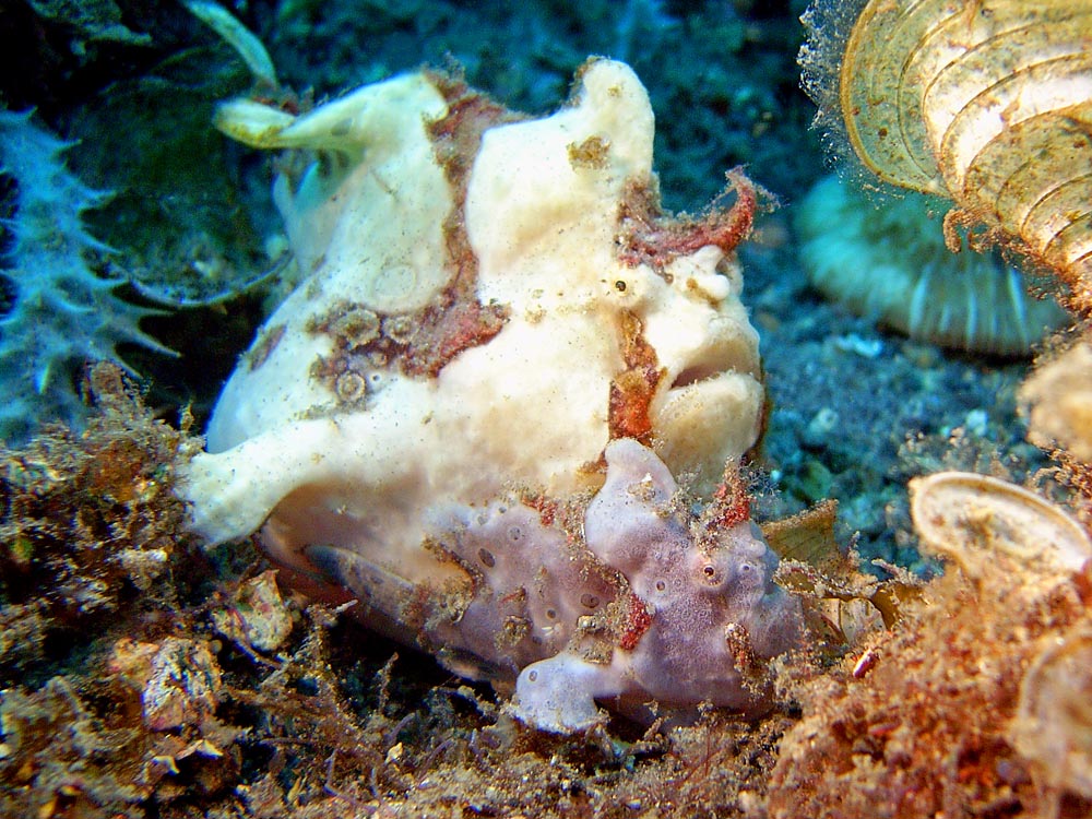 124 pregnant frogfish pair - manado, indonesia.jpg