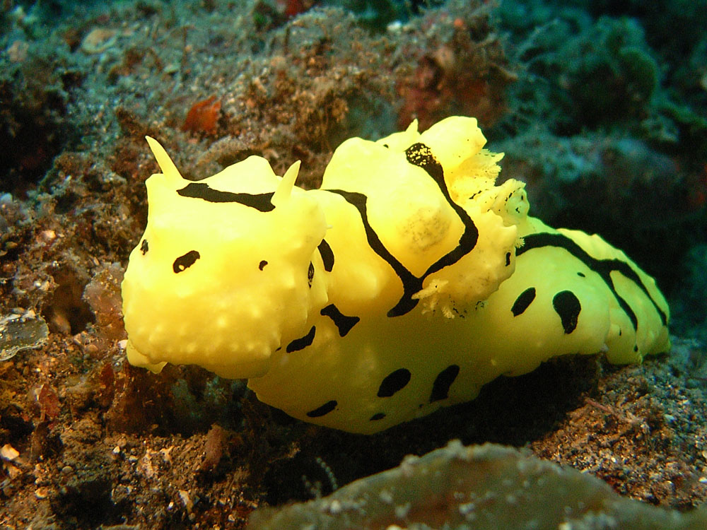 125 banana nudibranch - manado, indonesia.jpg