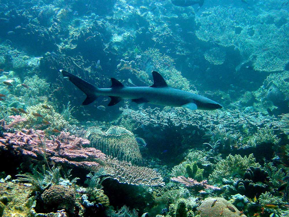 131 white-tipped reef shark - komodo, indonesia.jpg