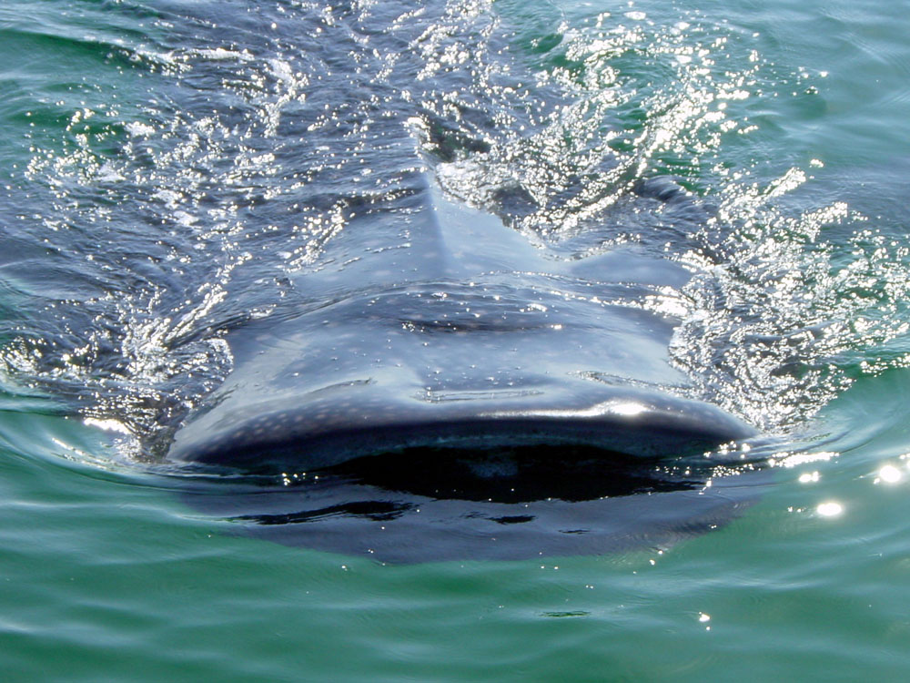 132 whale shark - Holbox, Cancun, Mexico.jpg