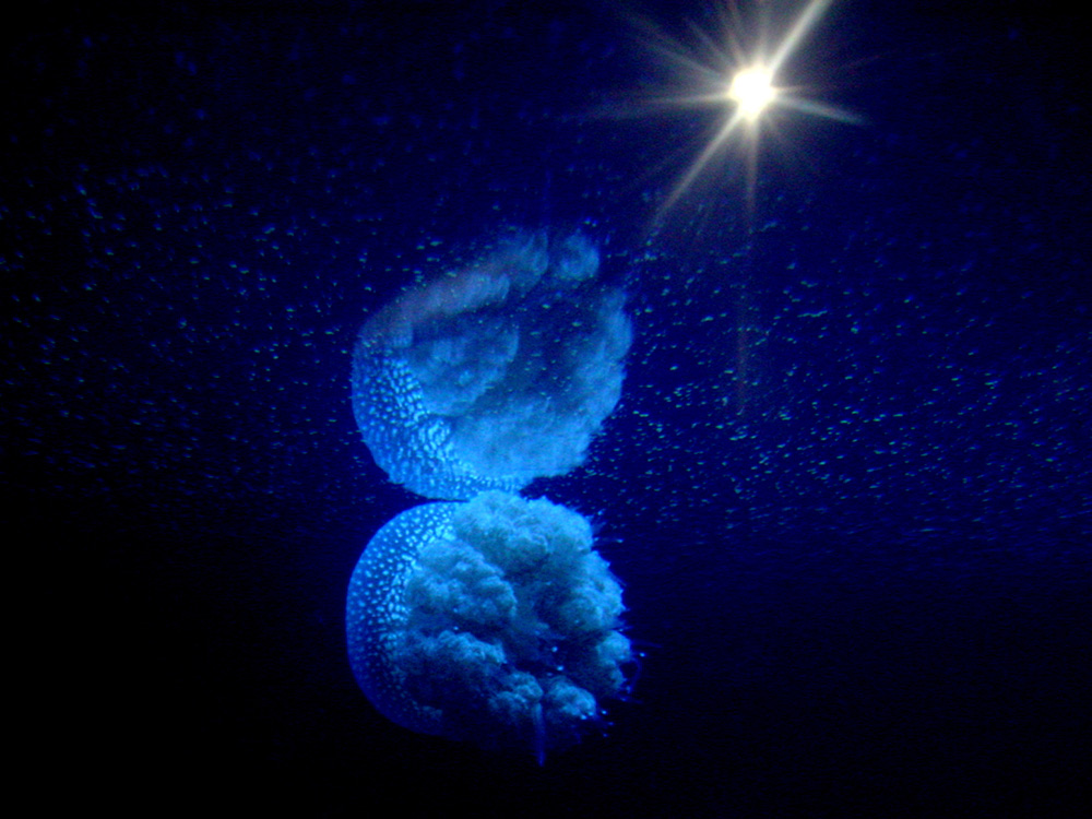 140 sea jelly - sydney, australia.jpg