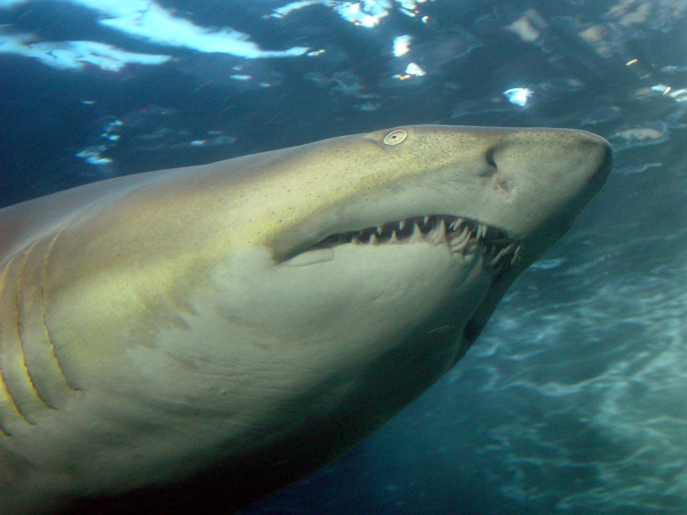 138 sand tiger - cape town, south africa.jpg