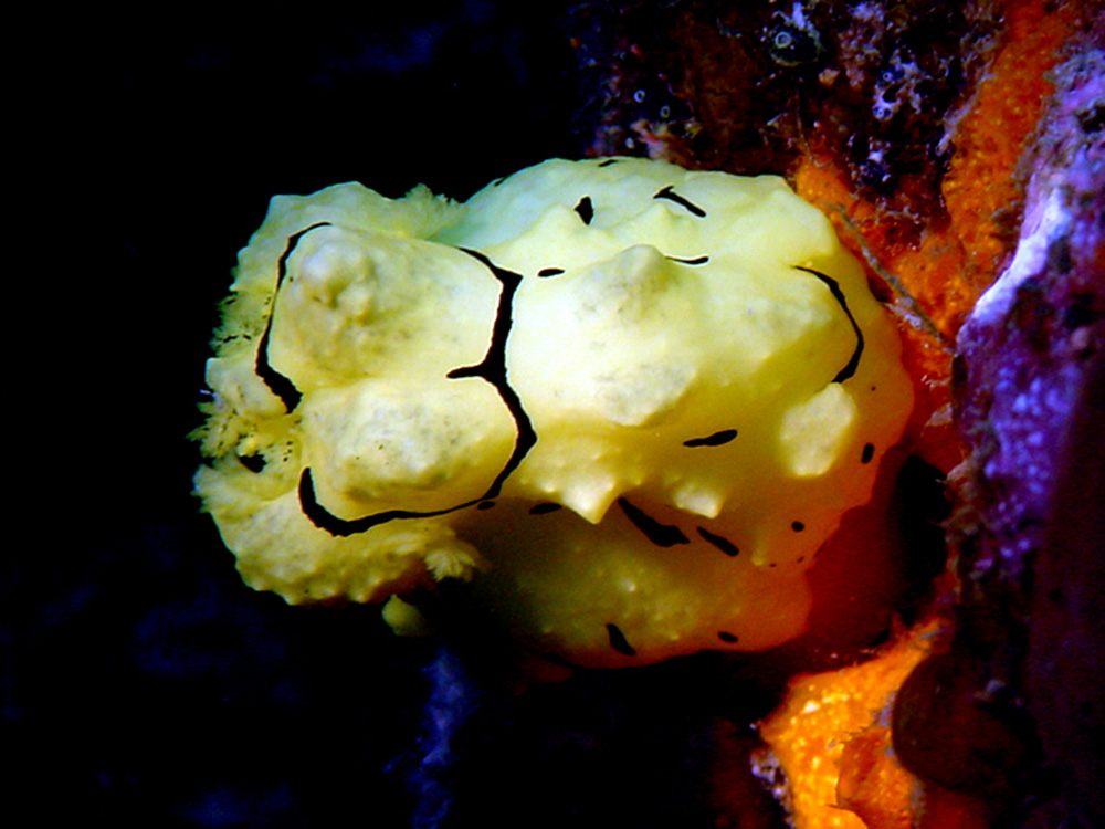 144 nudibranch - papua new guinea.jpg