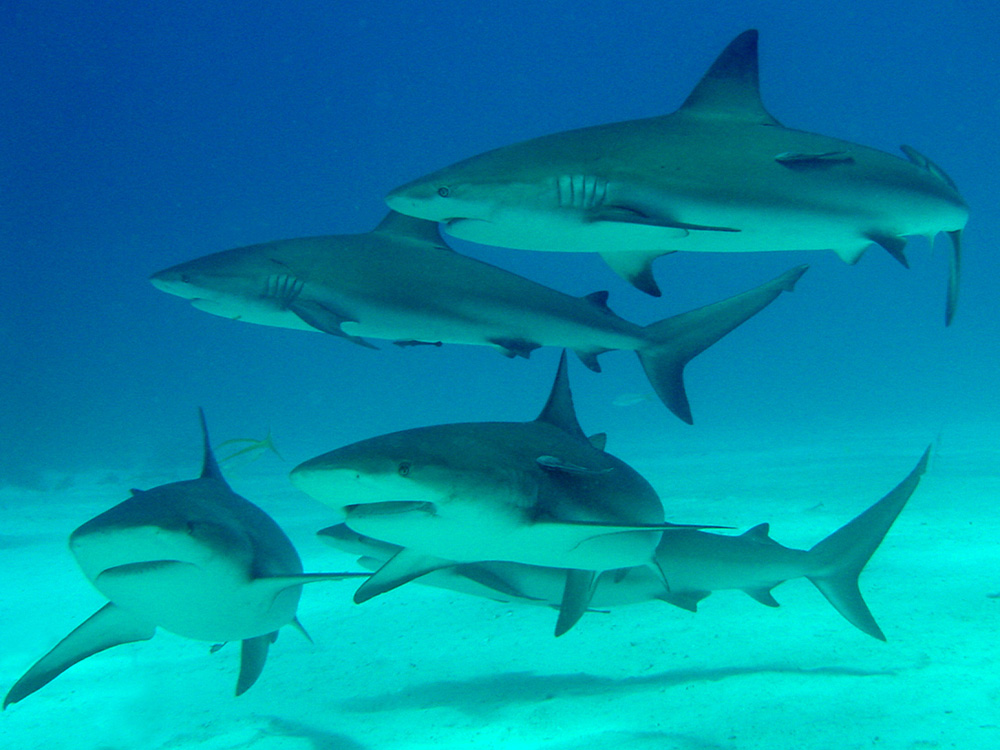 149 caribbean reef sharks - nassau, bahamas.jpg