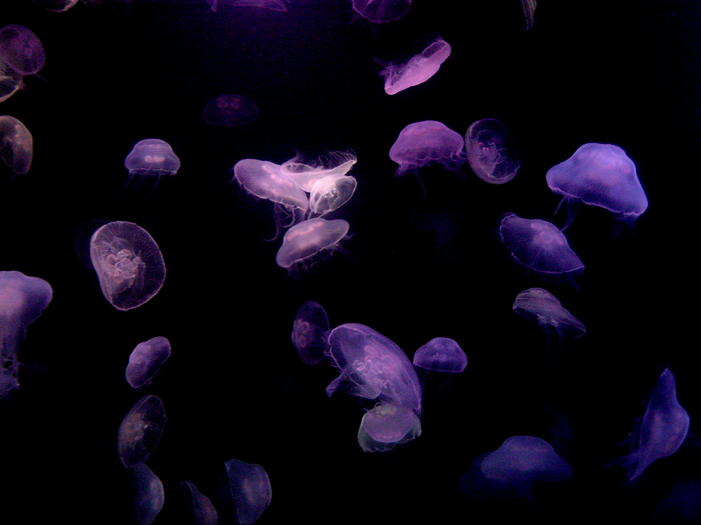 152 sea jellies - nassau, bahamas.jpg