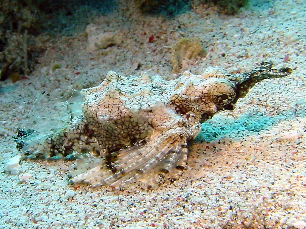 154 pegasus sea moth - komodo, indonesia.jpg