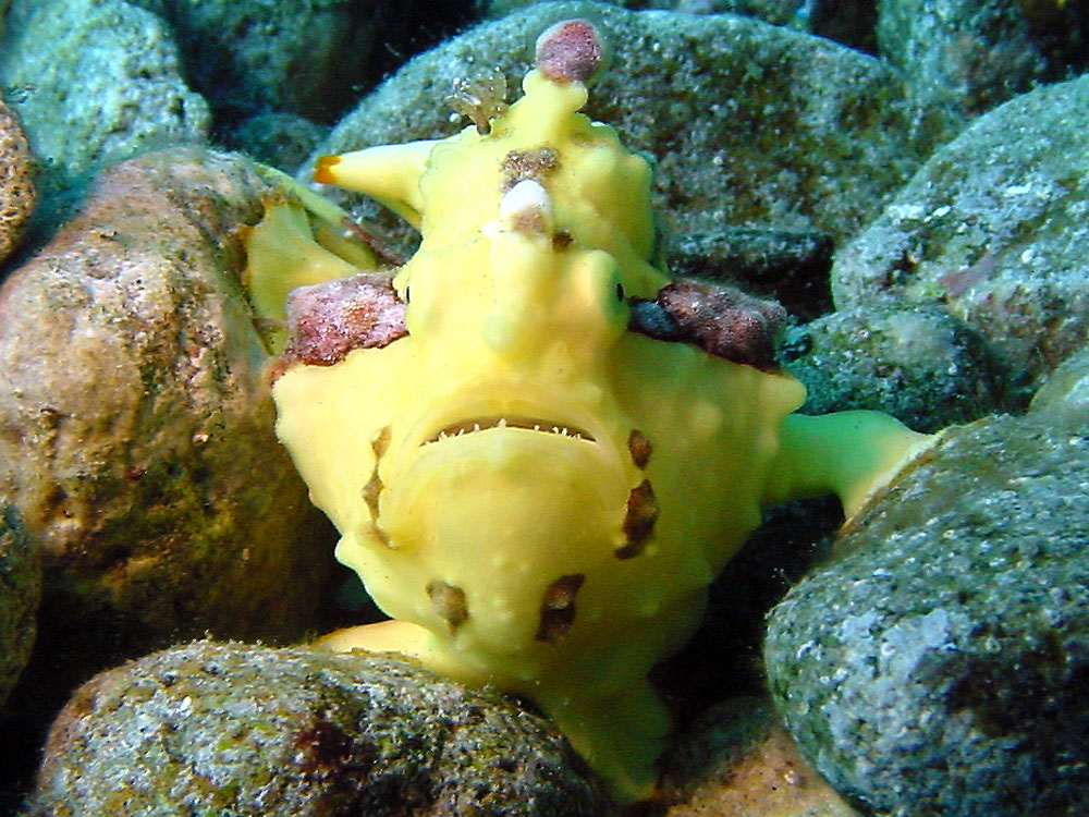 156 frogfish - flores, indonesia.jpg