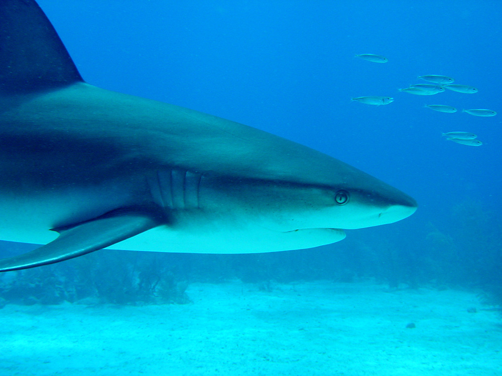 159 caribbean reef shark - nassau, bahamas.jpg