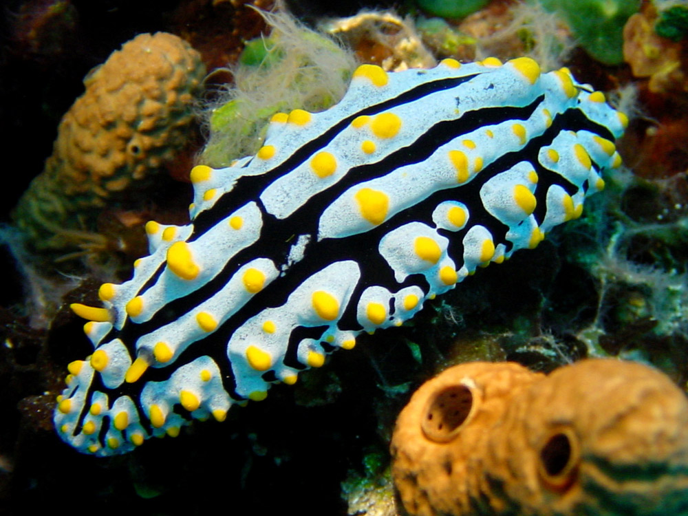 160 sea slug - alor, indonesia.jpg