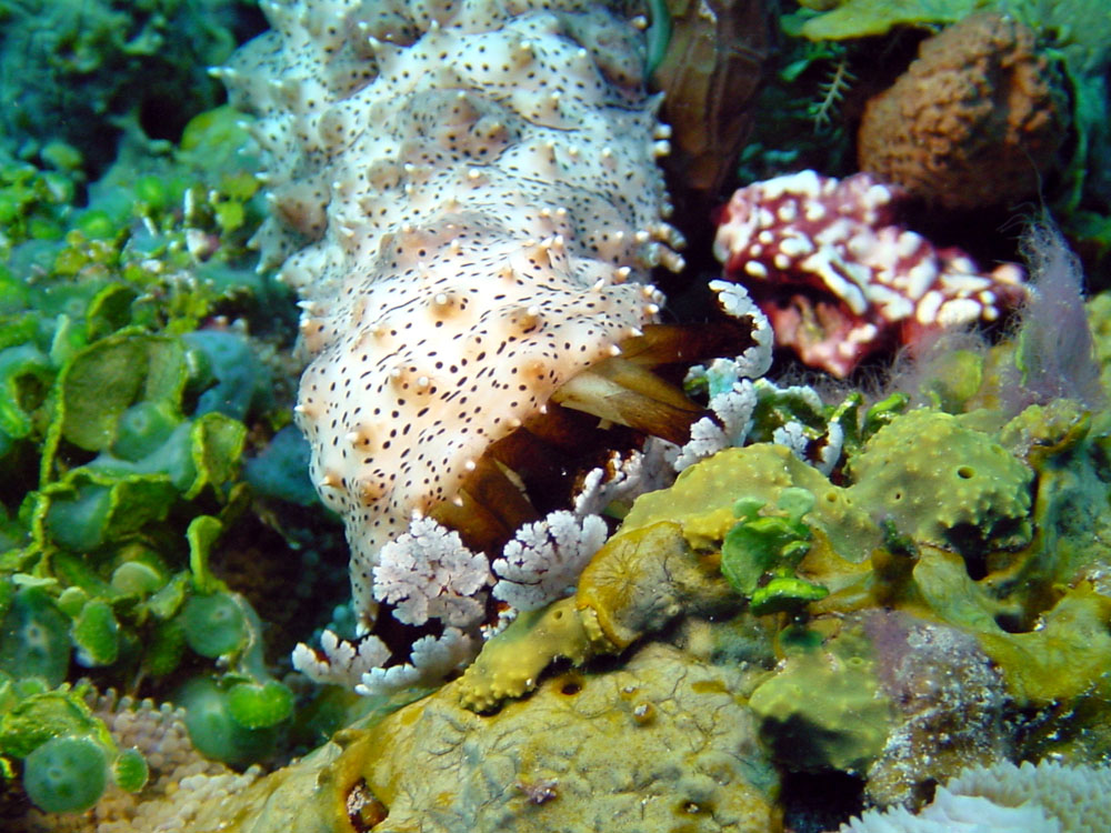 164 sea cucumber - alor, indonesia.jpg