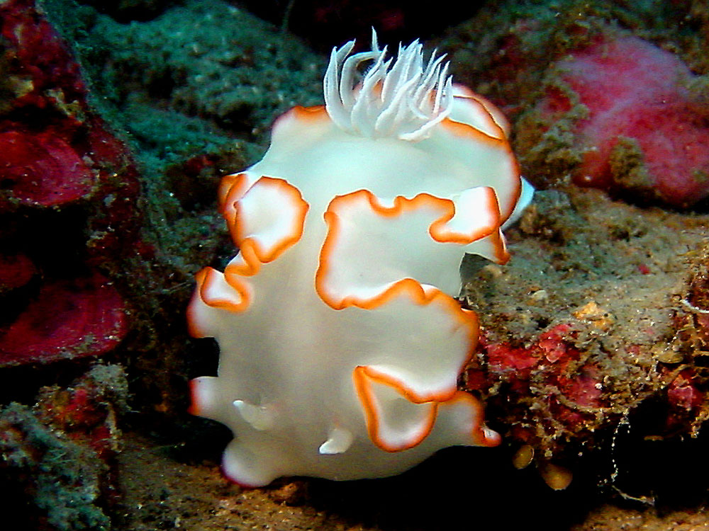 170 nudibranch - alor, indonesia.jpg
