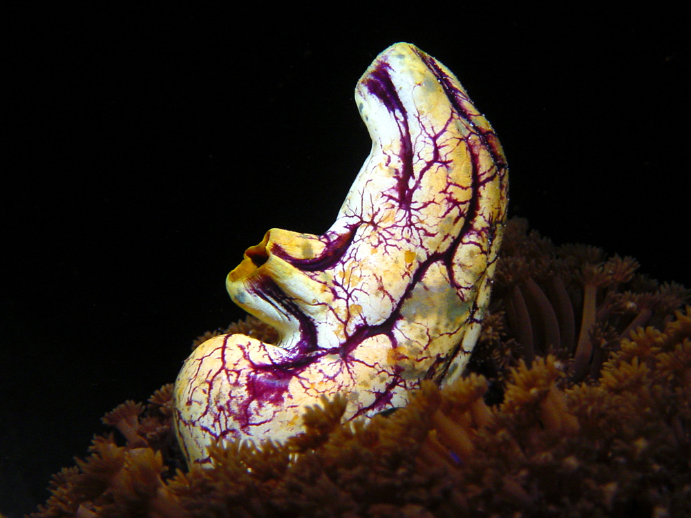 173 sea squirt - komodo, indonesia.jpg