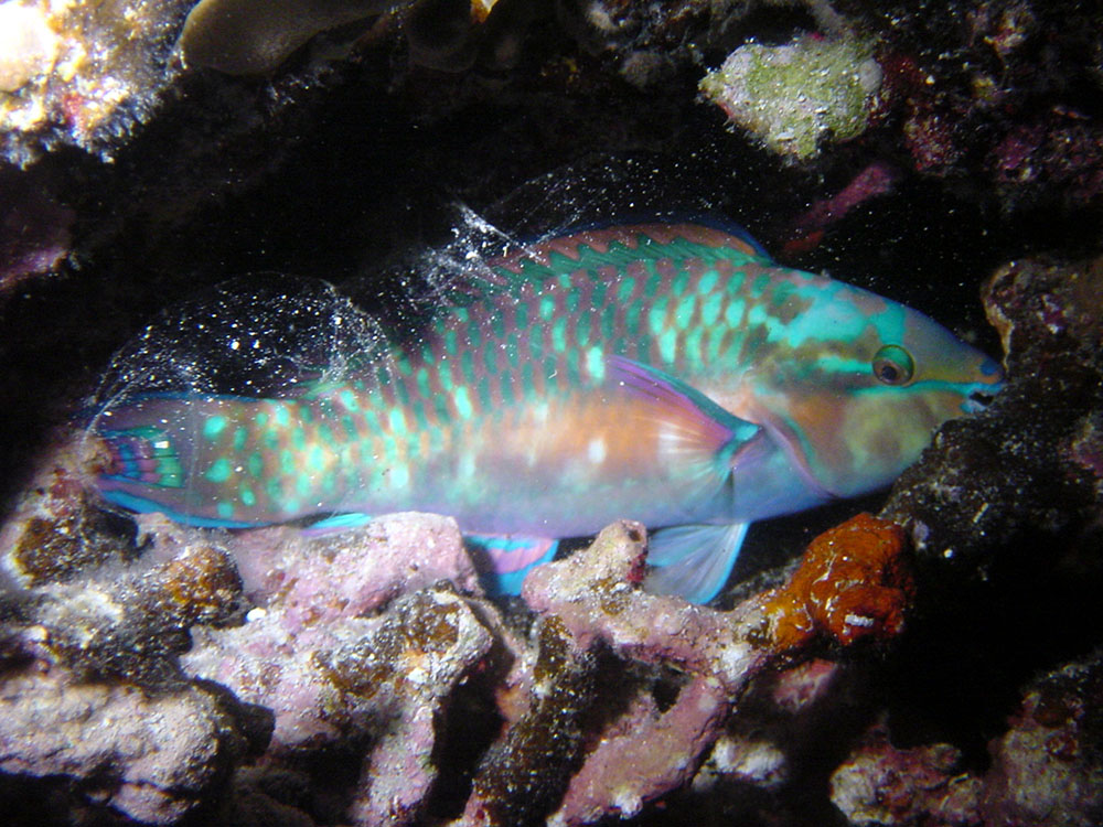 177 parrotfish - papua new guinea.jpg
