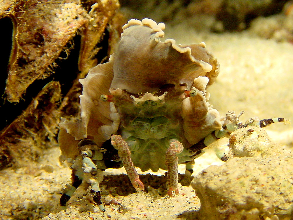 176 decorator crab - komodo, indonesia.jpg