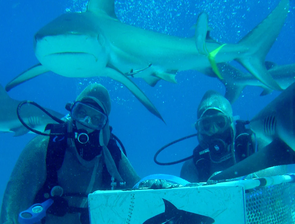 cj feeding sharks - nassau, bahamas.jpg