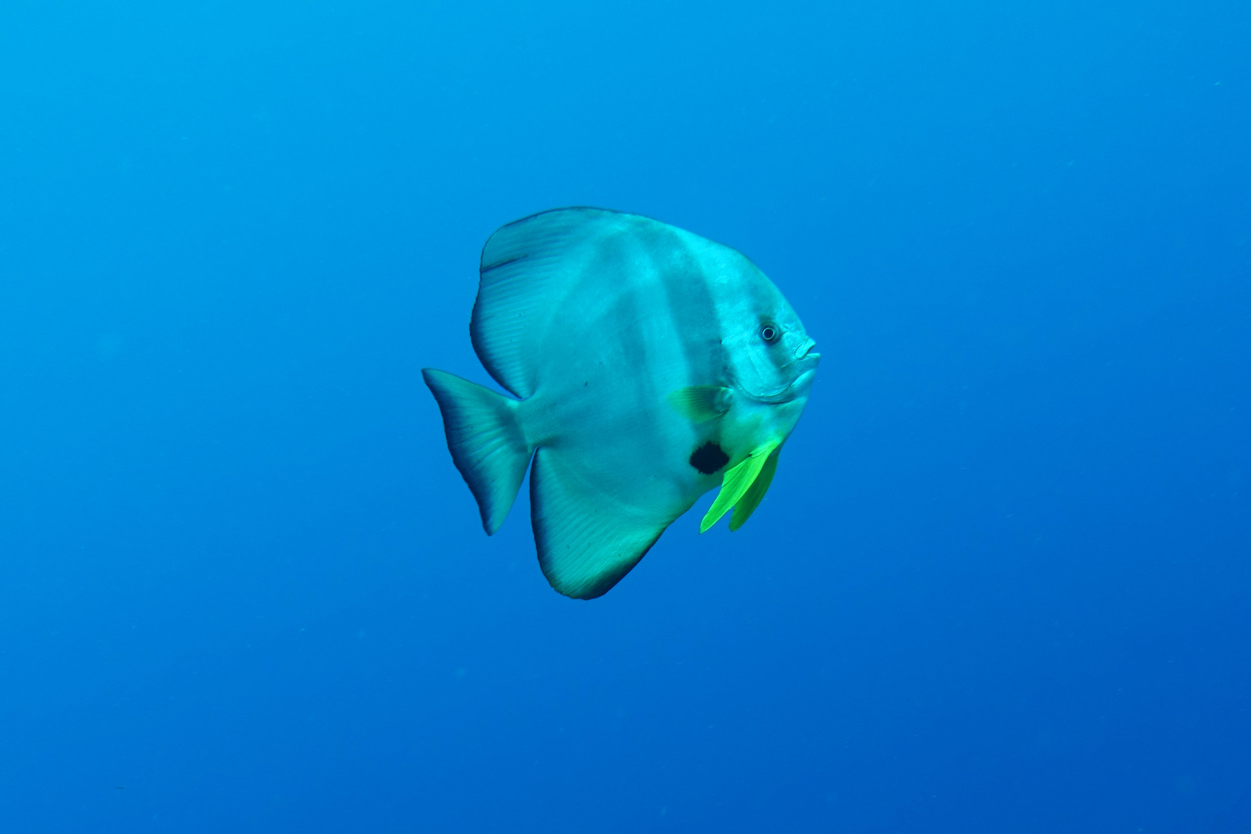 batfish 1564.jpg