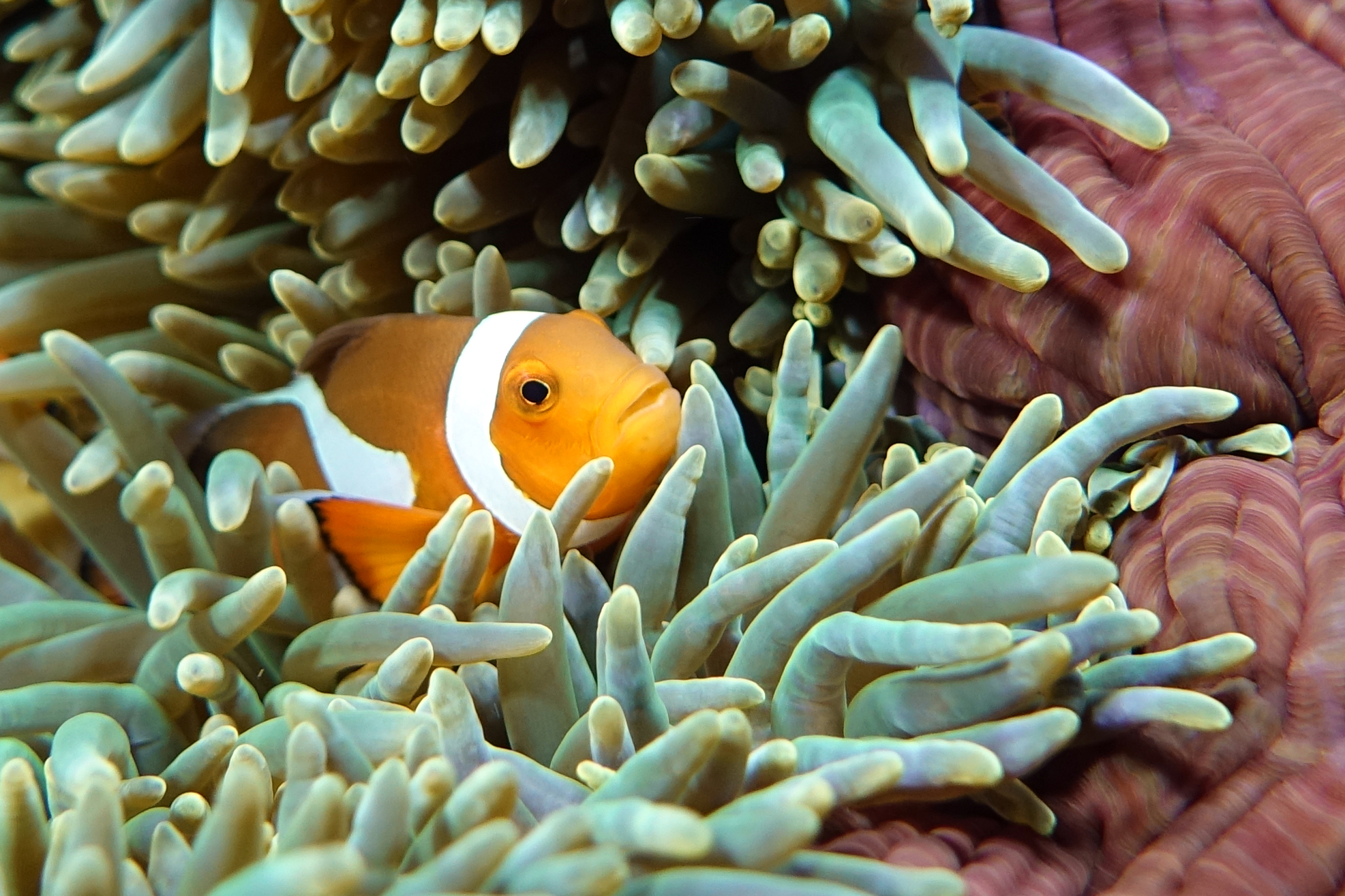 clownfish closeup 2380.jpg