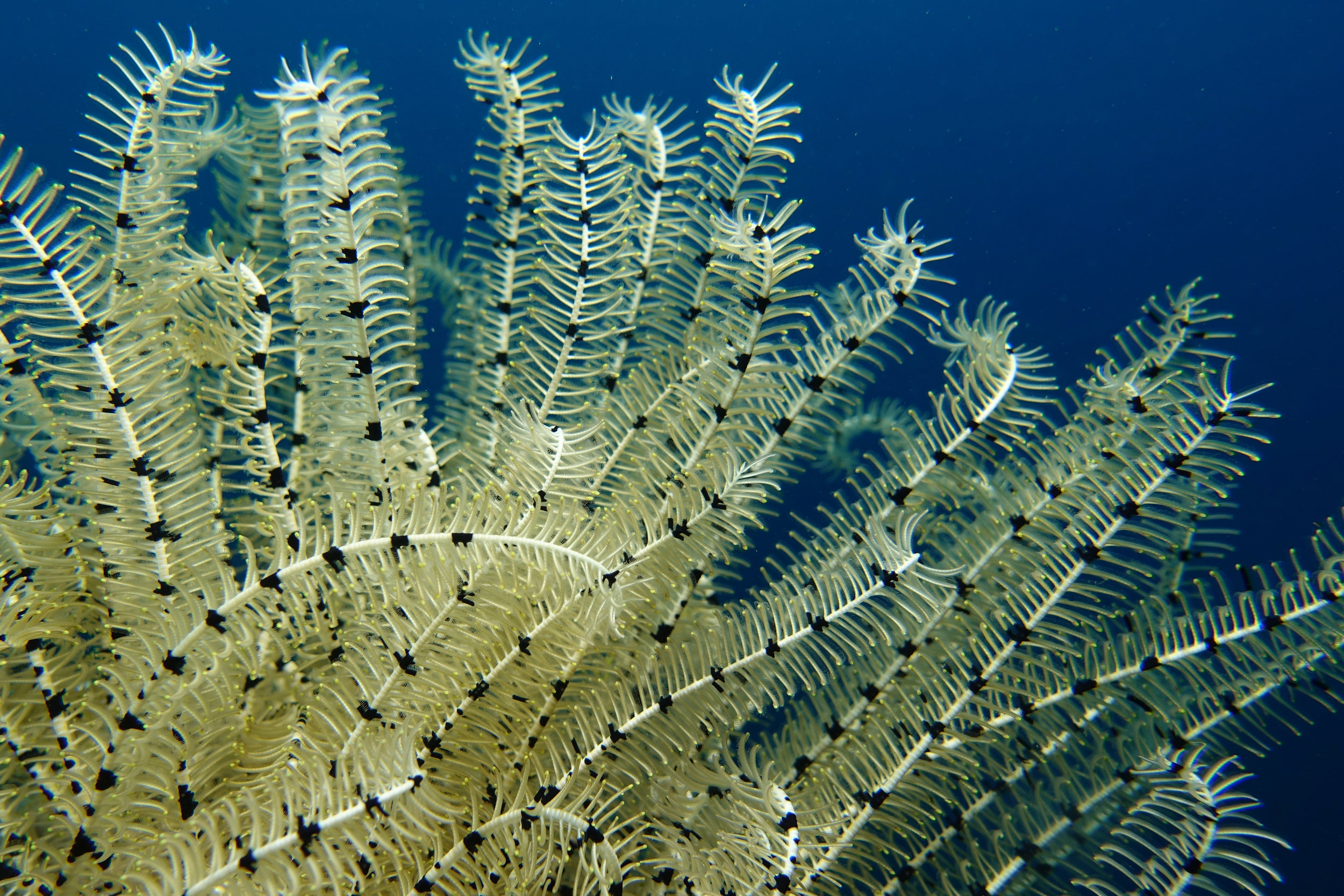 feather star 1249.jpg