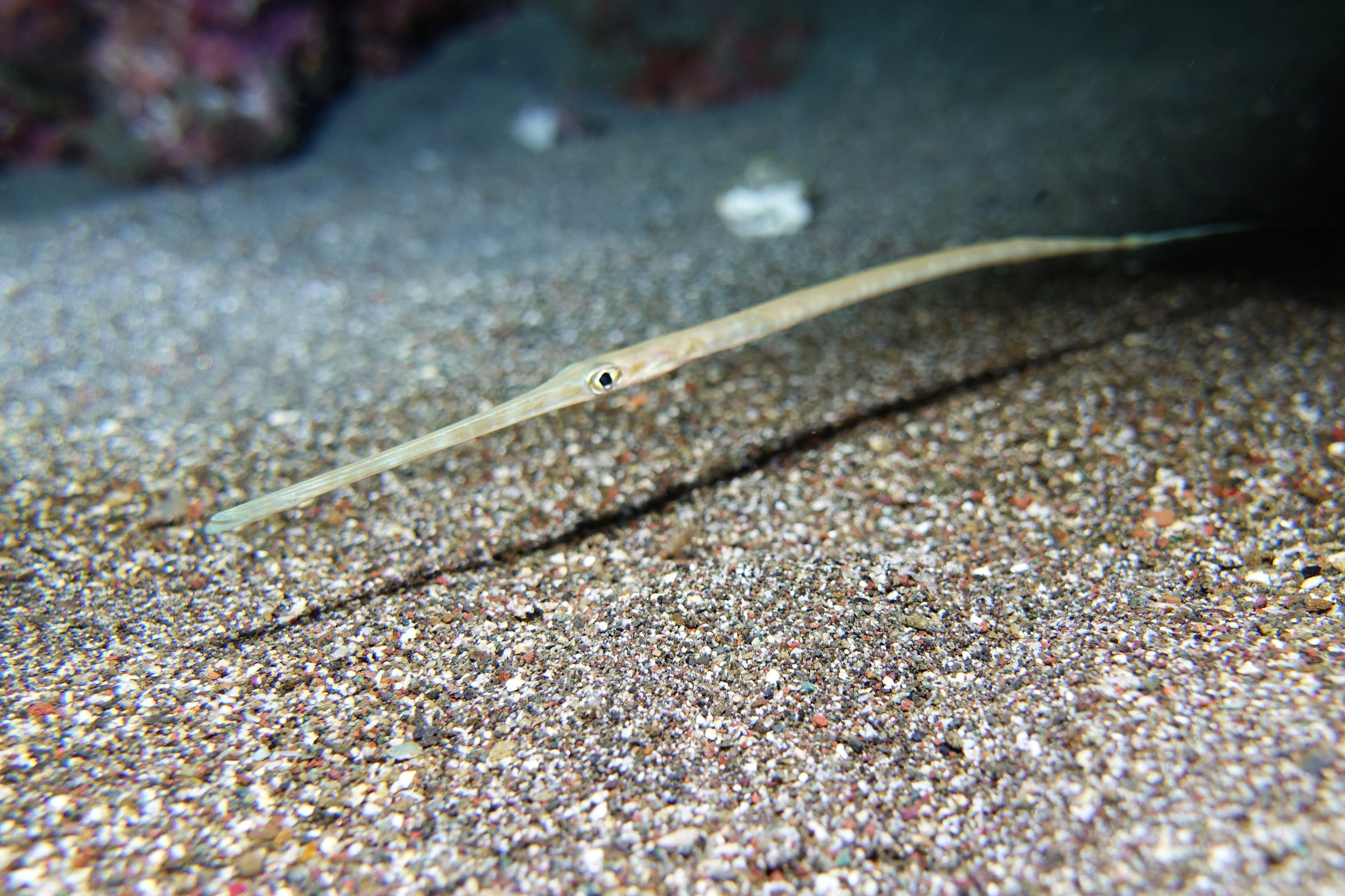 filefish 1630.jpg