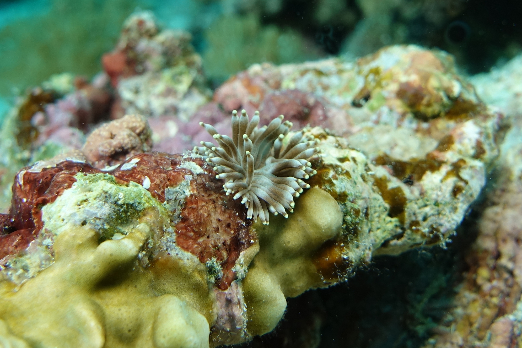 flamboyant nudibranch 1146.jpg