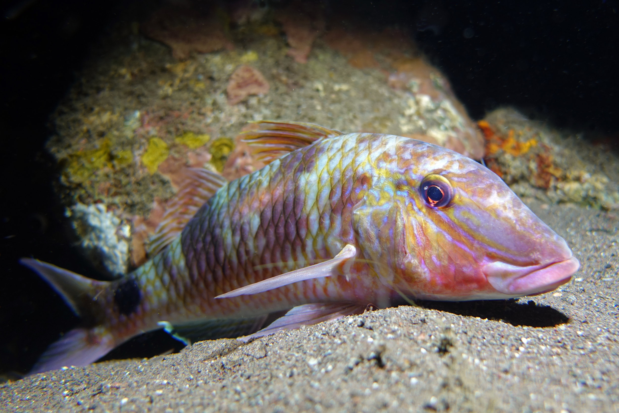 goatfish 1990.jpg